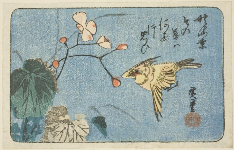Yellow bird and begonia, n.d.