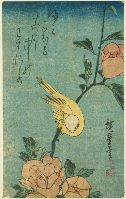 Yellow bird and hibiscus, c. 1830s.