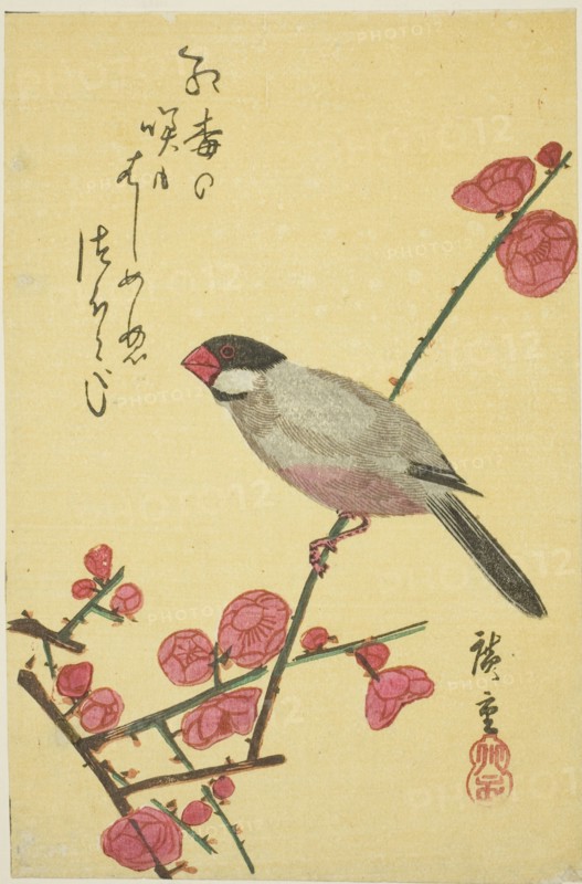 Java sparrow on plum branch, 1830s.
