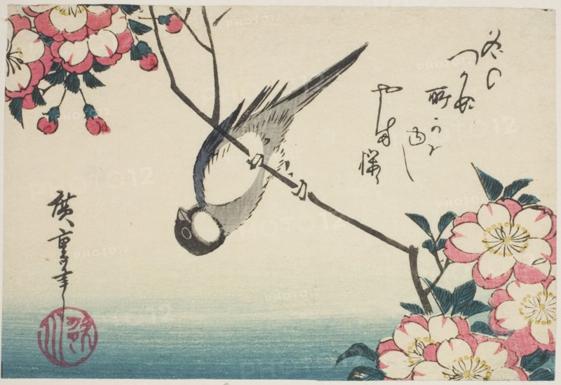 Great tit on cherry blossom branch, 1830s.