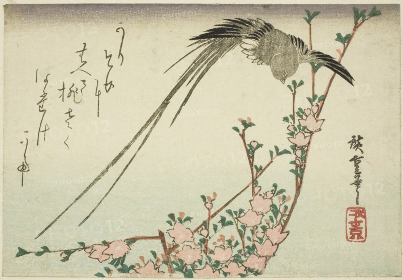 Long-tailed bird and peach blossoms, 1830s.