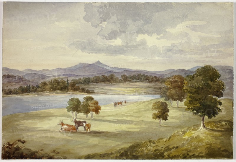 Cows in Landscape, n.d.