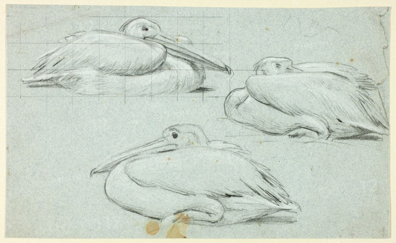 Three Sketches of Pelicans, n.d.