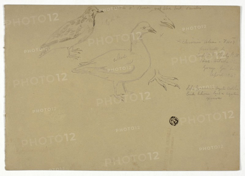 Sketches of Birds, c. 1888.