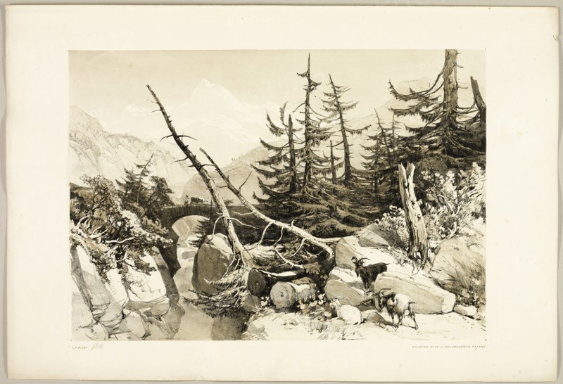 Larch, from The Park and the Forest, 1841.