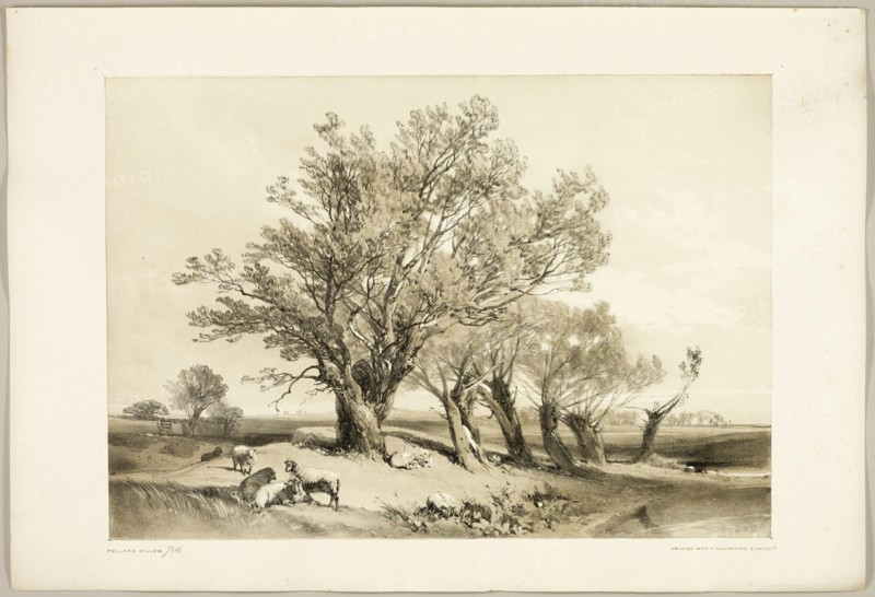 Pollard Willow, from The Park and the Forest, 1841.