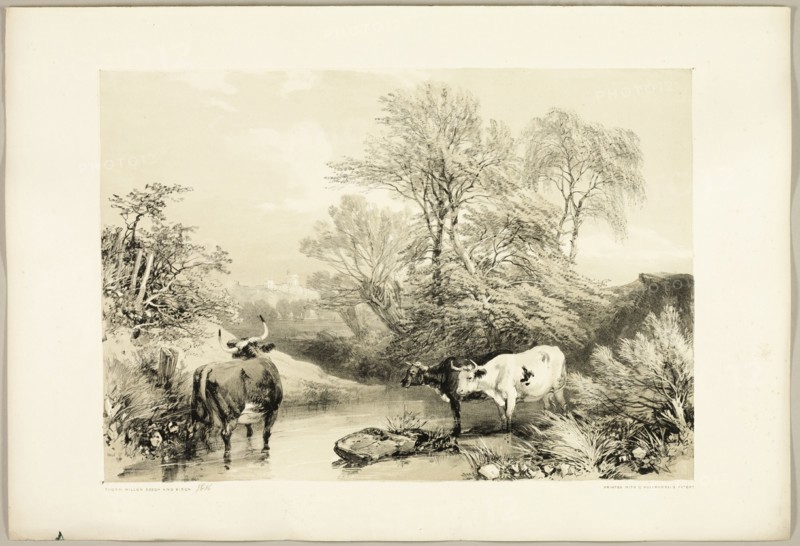Thorn, Willow, Beech and Birch, from The Park and the Forest, 1841.