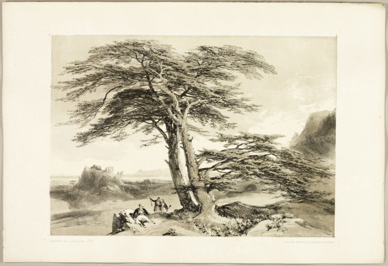 Cedars of Lebanon, from The Park and the Forest, 1841.