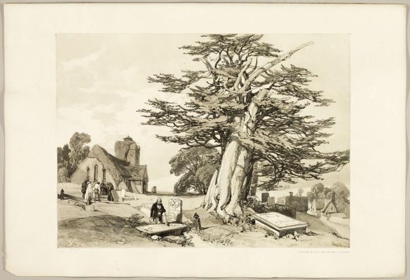 Yew, from The Park and the Forest, 1841.