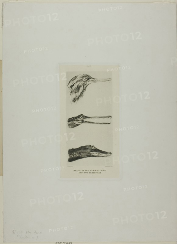 Heads of Saw-Bill Duck and Two Crocodiles, n.d.