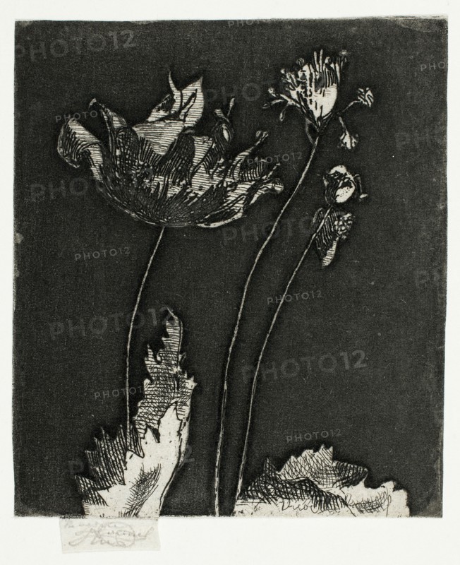 Last Poppies, 1897.
