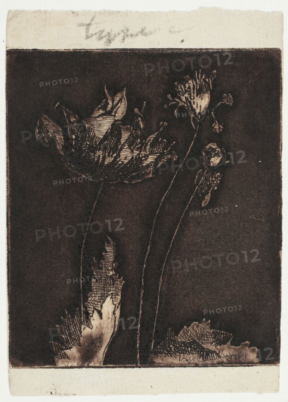 Last Poppies, 1897.