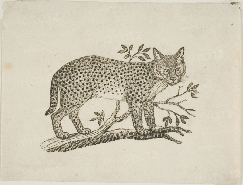 The Serval, n.d.