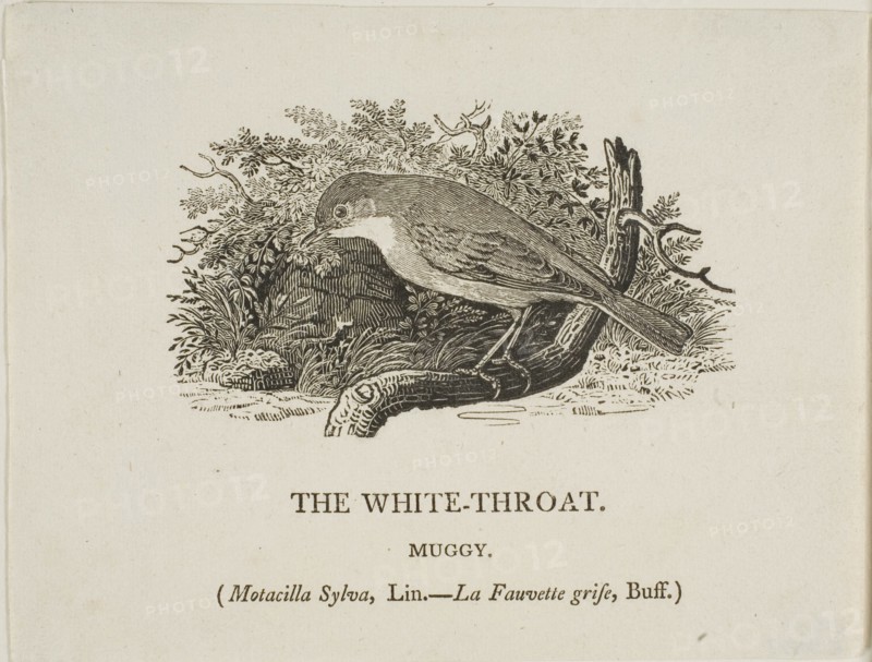 White Throat (Bird), n.d.