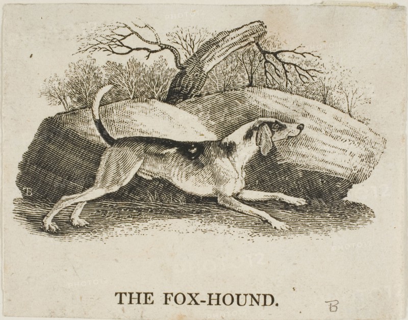 Fox Hound, n.d.