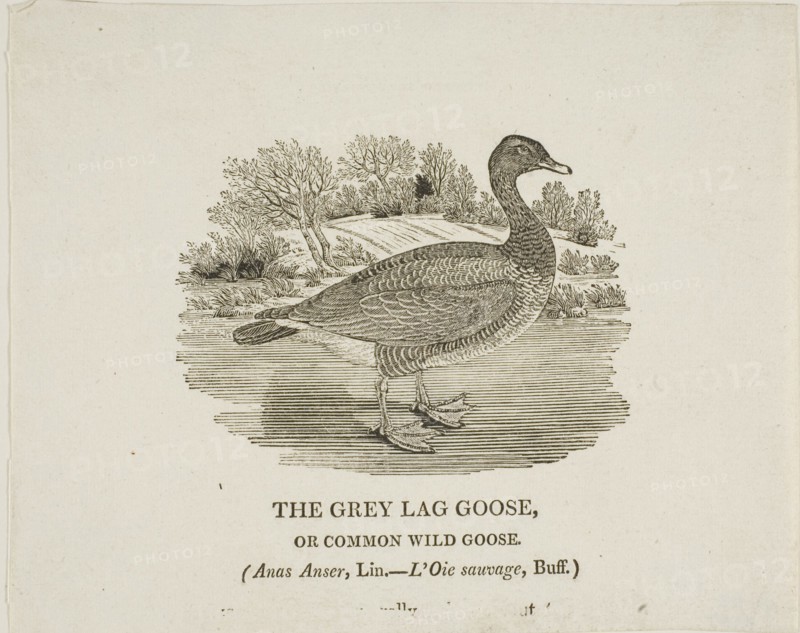 Grey Lag Goose, n.d.
