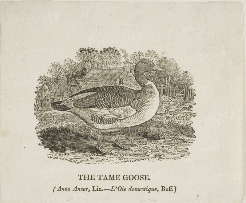 Tame Goose, n.d.