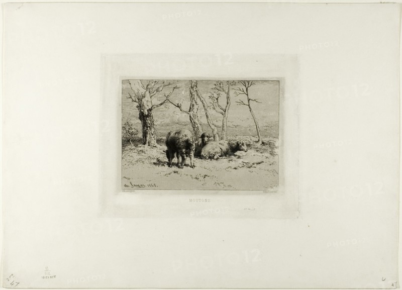 Sheep, 1868.