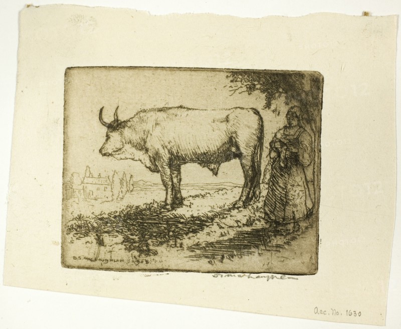 The White Ox, 1905.