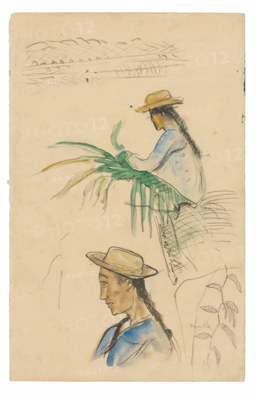 Sketches of Figures, Pandanus Leaf, and Vanilla Plant, 1891/93.