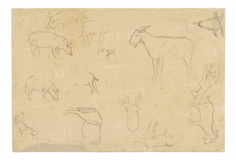 Sketches of Various Animals and Head (recto), Sketches of a Head, Figure in Profile, Anatomical Details, and Animals (verso), 1891/93.