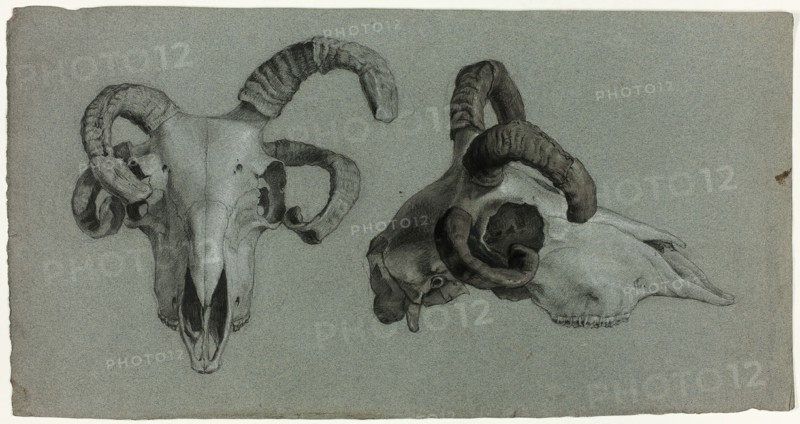 Rams' Skulls, n.d. Creator: George Hayter.