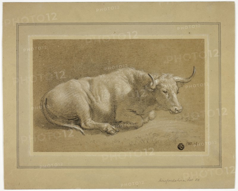 Herefordshire Fat Ox, n.d. Creator: James Ward.
