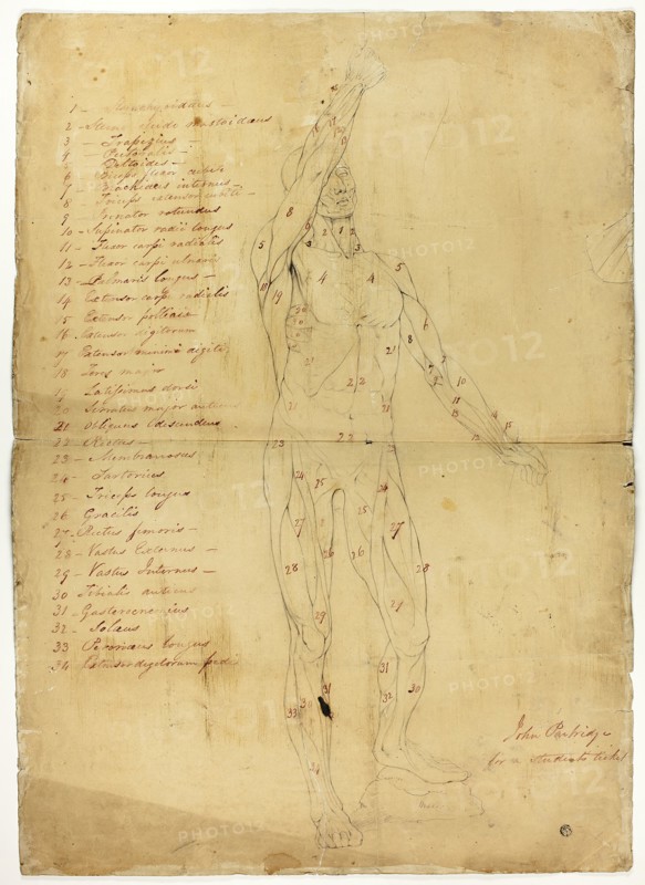Male Ecorché, c. 1810. Creator: John Partridge.