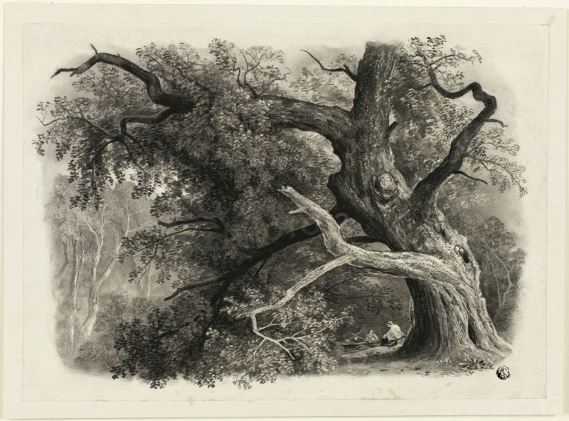 Old Tree in the Billah - Sherwood Forest, n.d. Creator: John Rawson Walker.