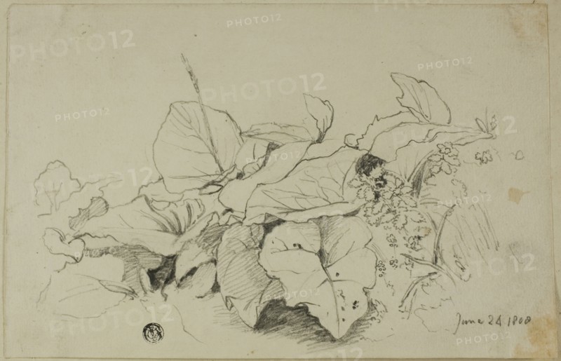 Clump of Leaves and Flowers, 1808/47. Creator: Joshua Cristall.