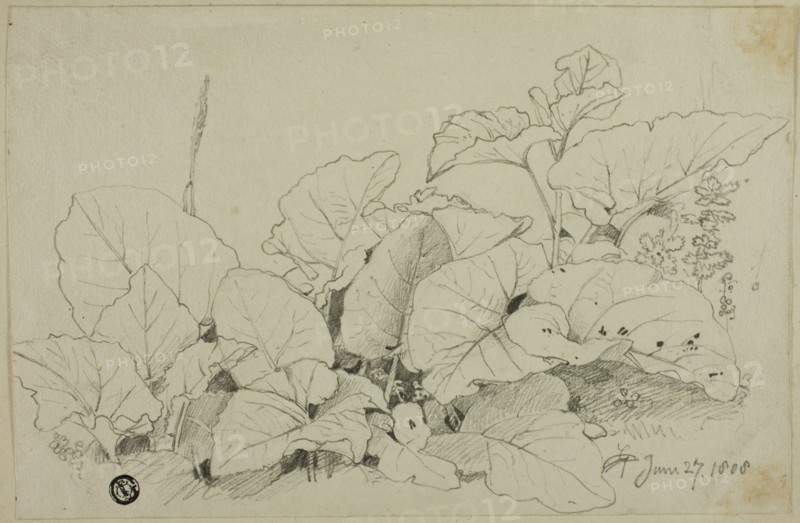 Clump of Leaves and Flowers, 1808/47. Creator: Joshua Cristall.