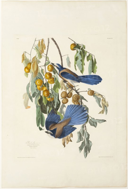 Florida Jay, 1830. Creator: Robert Havell.