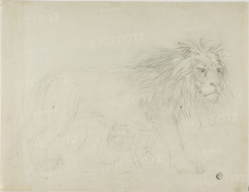 Lion, n.d. Creator: Sawrey Gilpin.