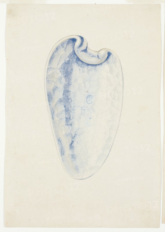 Overview of Lavender Elongated Shell, n.d. Creator: Giuseppe Grisoni.