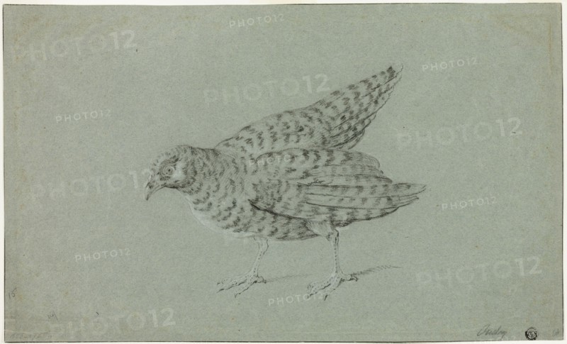 Partridge, n.d. Creator: Jean-Baptiste Oudry.