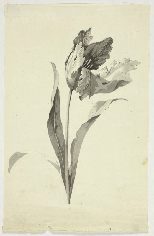 Tulip, n.d. Creator: Pierre Antoine Mongin.