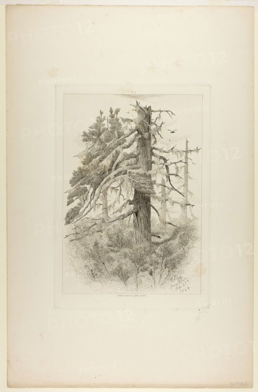 Old Trees at Naushon Island, 1864. Creator: Robert Swain Gifford.