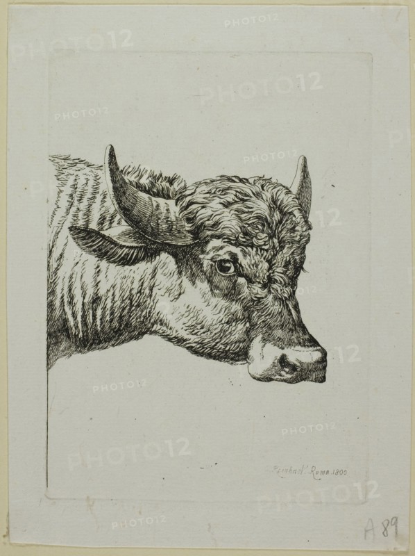 Head of a Buffalo, from Die Zweite Thierfolge, 1800. Creator: Johann Christian Reinhart.