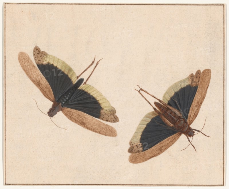 Two Grasshoppers, c. 1685. Creator: Herman Henstenburgh.