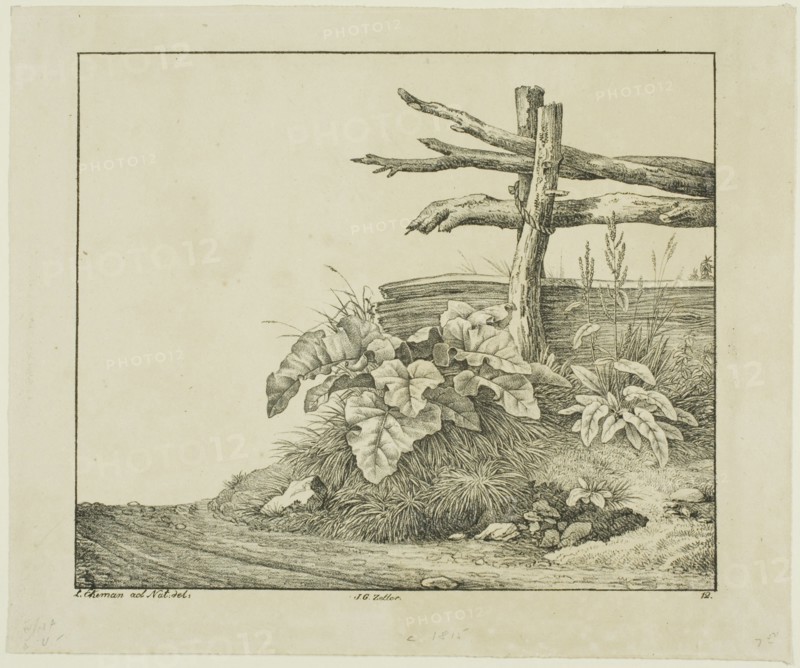 Landscape with Flora and Rustic Fence near Roadside, n.d. Creator: Lorenz Ekemann Alesson.