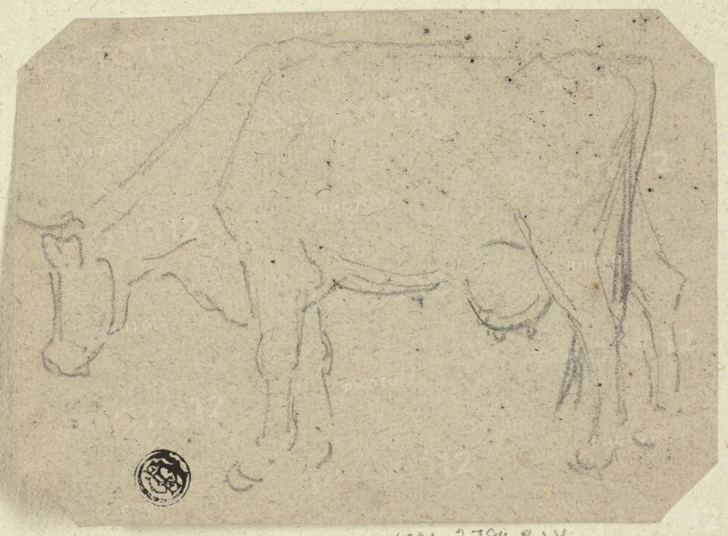 Cow Grazing (recto); Head of an Animal (verso), n.d. Creator: Unknown.