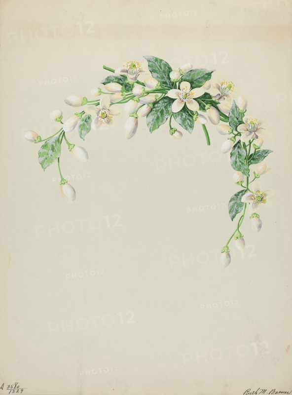 Costume Accessory (Orange Blossoms), c. 1937. Creator: Ruth M. Barnes.