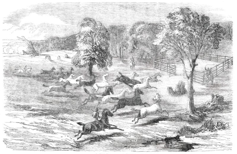 Driving Horses to the Stock-Yard, 1850. Creator: Unknown.