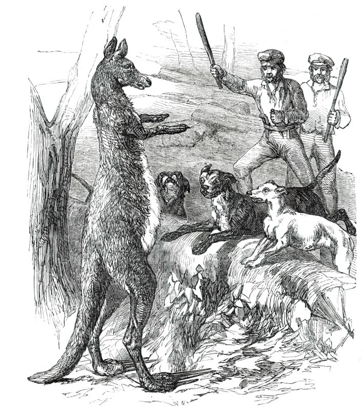 At Bay - "Sticking up a Boomer", 1850. Creator: Unknown.