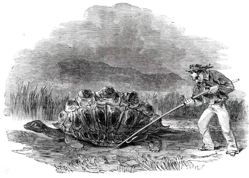 Gigantic Land Tortoise - a Present for Her Majesty, 1850. Creator: Unknown.