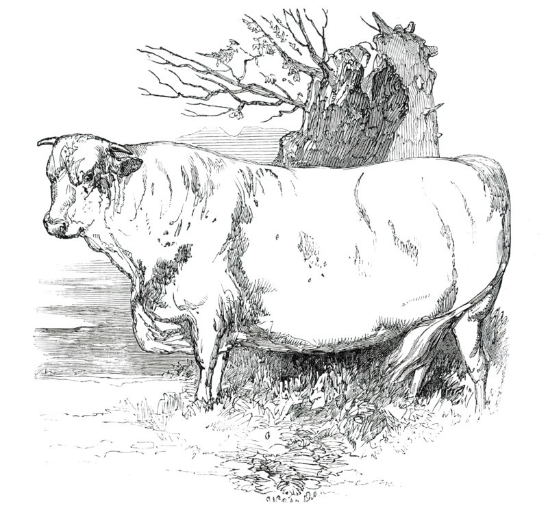 Prize Cattle at the Royal Agricultural Society's Show, at Exeter - Short-Horns - Class I. - First Pr Creator: Harrison Weir.