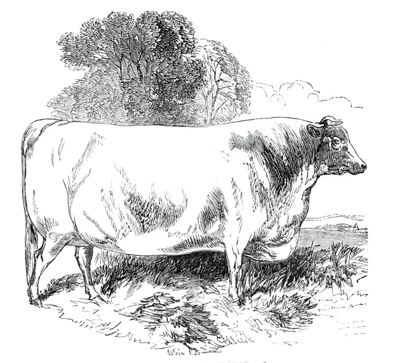 Prize Cattle at the Royal Agricultural Society's Show, at Exeter - Short-Horns - Class IV. - First P Creator: Harrison Weir.