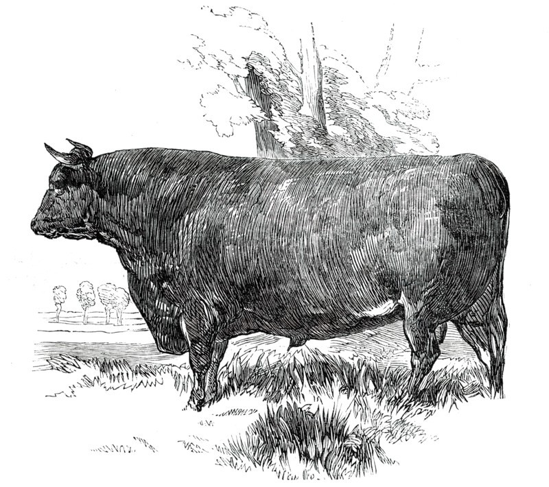 Prize Cattle at the Royal Agricultural Society's Show, at Exeter - Devon - Class I. - First Prize, £ Creator: Harrison Weir.