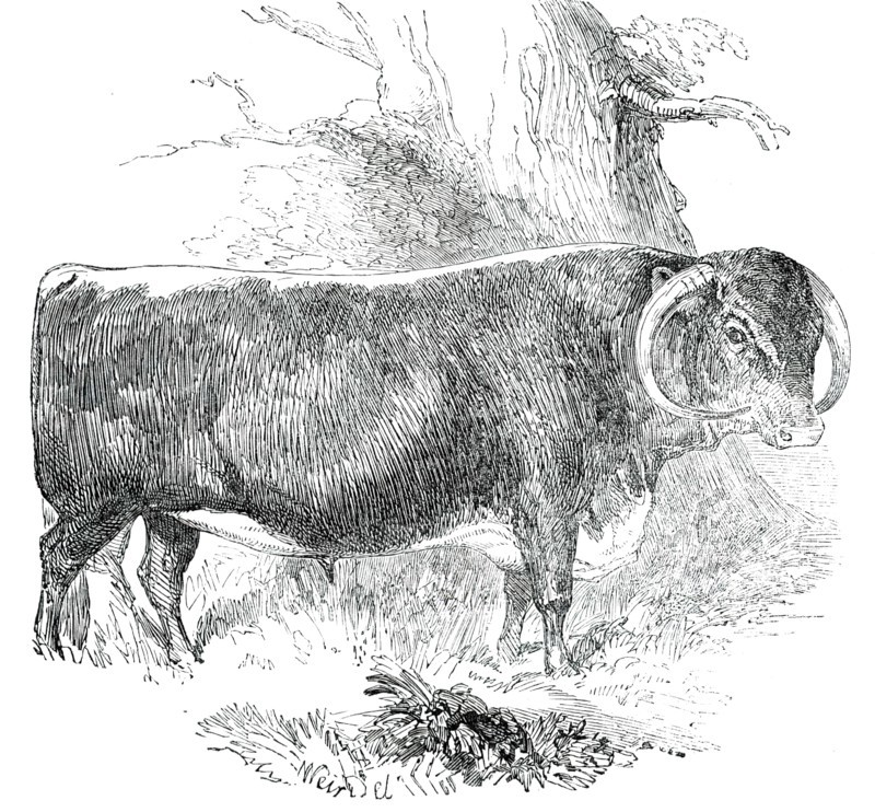 Prize Cattle at the Royal Agricultural Society's Show, at Exeter - Cattle of Any Breed - Leicester - Creator: Harrison Weir.
