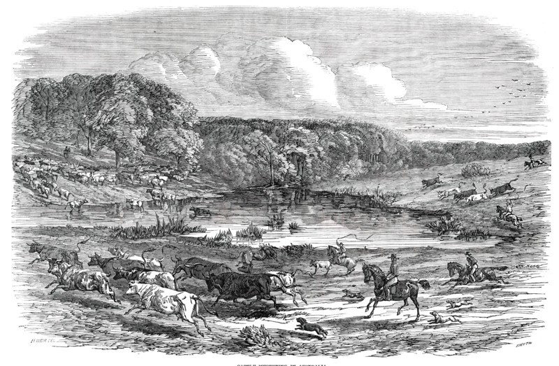 Cattle Mustering in Australia, 1850. Creator: Smyth.